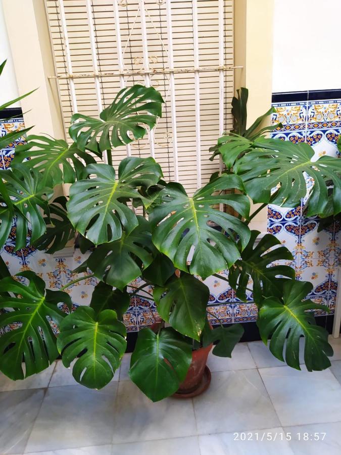 Atico Soleado Apartment Cadiz Ngoại thất bức ảnh